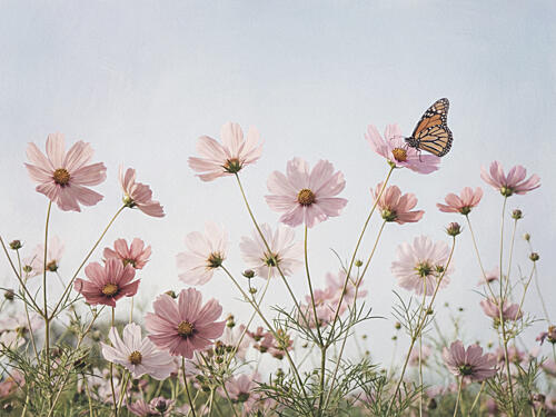 Pink Cosmos Butterfly Art Print