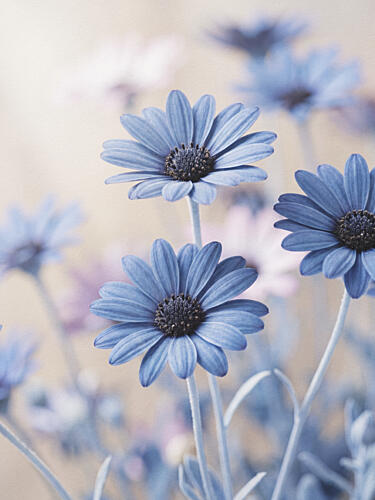 Soft Blue Daisies Art Print
