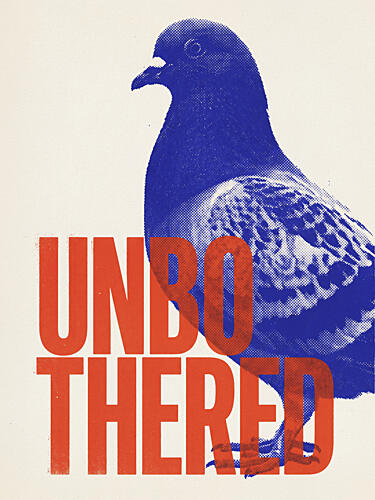 Unbothered Pigeon Animaux reproduction