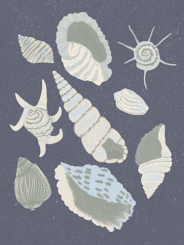 Seashells Collection Art Print by Aliya Putrus