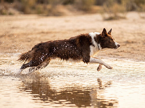 Golden Hour Collie Splash Animaux reproduction
