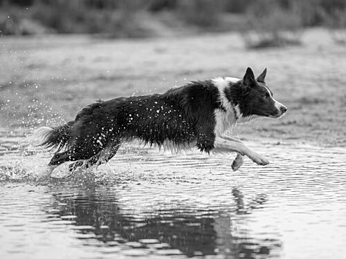 Playful Dog Splashing Art Print
