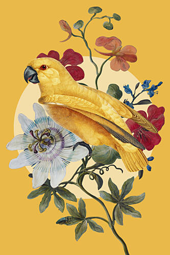 Golden Parrot Passion Flower Art Print