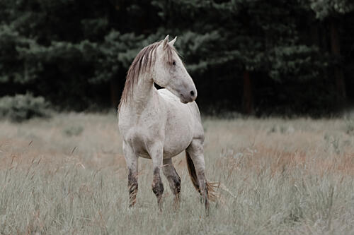 Wild Horse in Meadow Art Print by Linda Louw