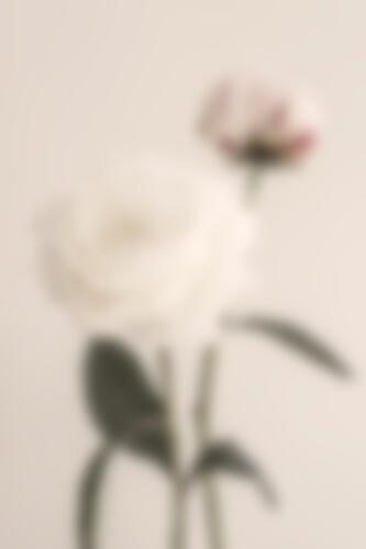 Soft Focus Flowers Art Print