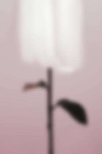 Soft Pink Plant Blur Art Print by Pictufy Studio III