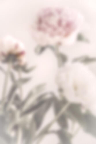 Soft Pink Peonies Art Print