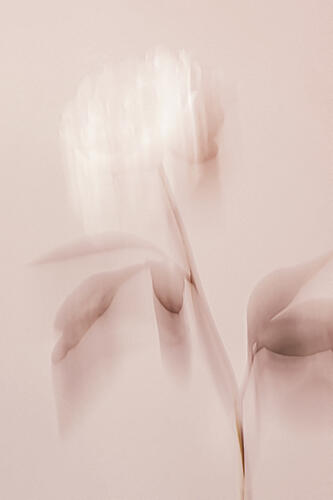 Ethereal Pink Bloom Art Print by Pictufy Studio III