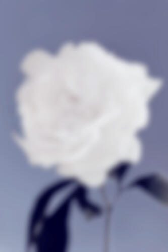 Blurred White Bloom Art Print by Pictufy Studio III