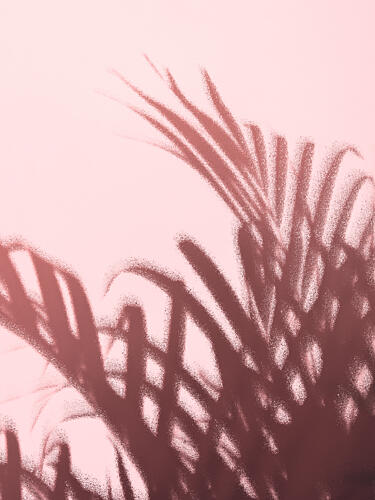 Pink Palm Shadows Art Print by Pictufy Studio III