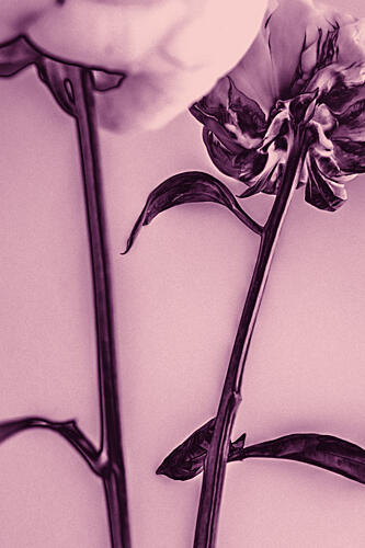 Gentle Floral Undersides Art Print by Pictufy Studio III