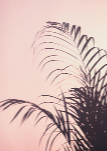 Soft Pink Palm Shadows Art Print by Pictufy Studio III