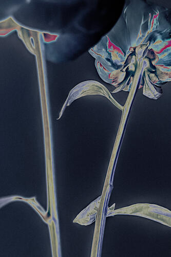 Glowing Floral Dream Art Print