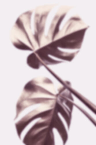Soft Monstera Shadow Art Print