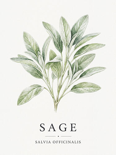 Vintage Sage Illustration Aquarelle reproduction