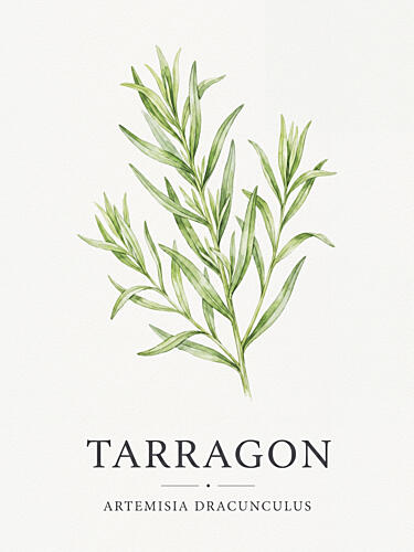 Fresh Tarragon Botanical Alimentation reproduction