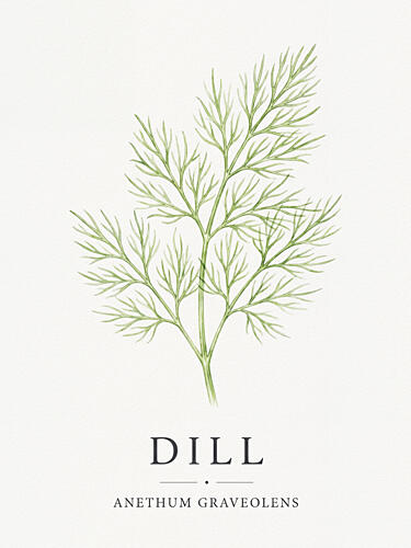 Fresh Dill Botanical Alimentation reproduction