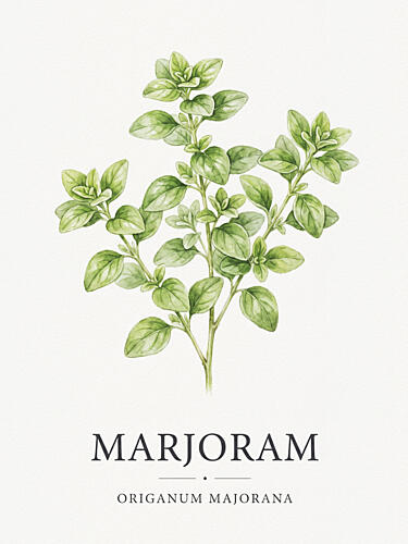 Marjoram Botanical Illustration Alimentation reproduction