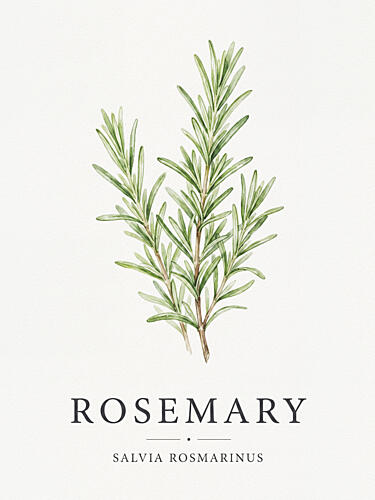 Fresh Rosemary Sprigs Alimentation reproduction