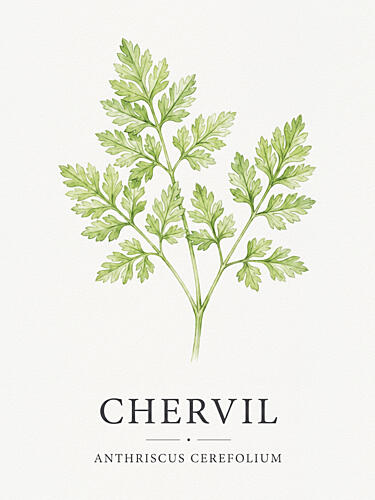 Chervil Botanical Illustration Aquarelle reproduction