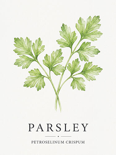 Fresh Parsley Botanical Alimentation reproduction