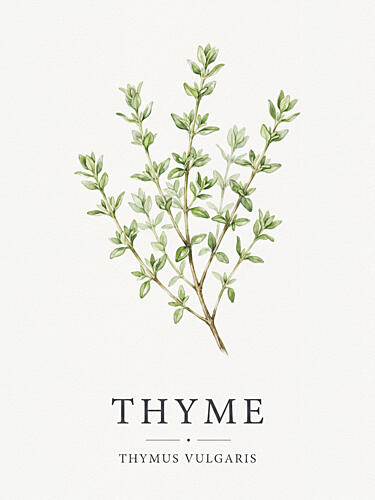 Green Thyme Botanical Alimentation reproduction