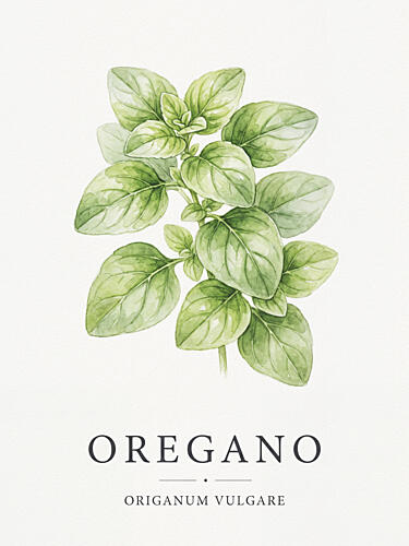 Fresh Oregano Herb Alimentation reproduction