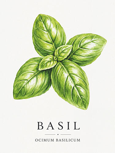 Vibrant Basil Leaves Alimentation reproduction