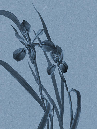 Elegant Blue Irises Art Print by Wild Violets