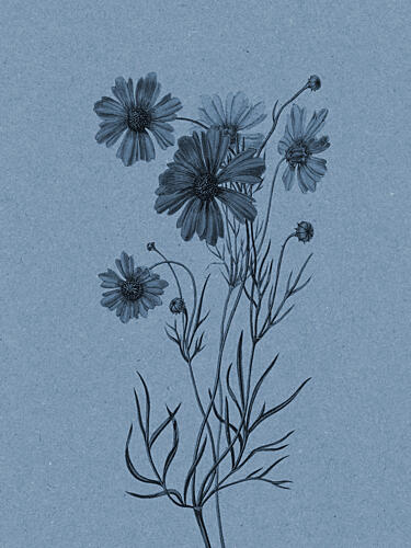 Bo0092 Art Print by Wild Violets