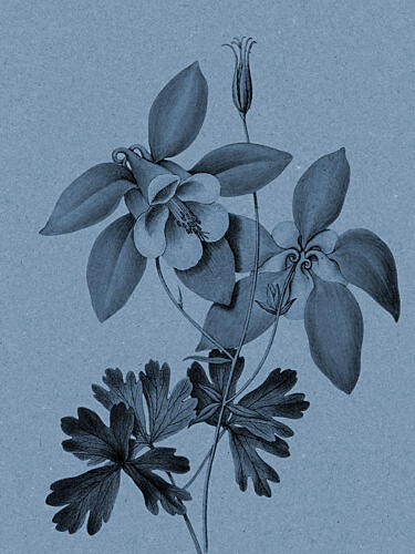 Blue Columbine Botanical Study Art Print by Wild Violets