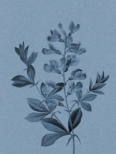Elegant Blue Botanical Art Print by Wild Violets