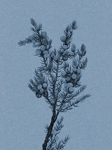 Blue Juniper Botanical Art Print by Wild Violets