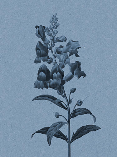 Vintage Botanical Study Art Print by Wild Violets