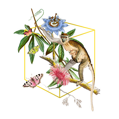 Tropical Monkey Blooms Doré reproduction