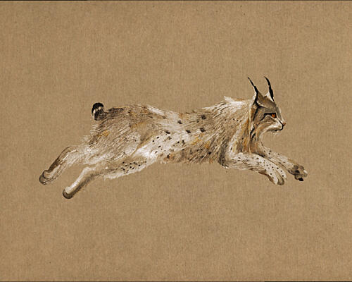 Running Lynx Aquarelle reproduction