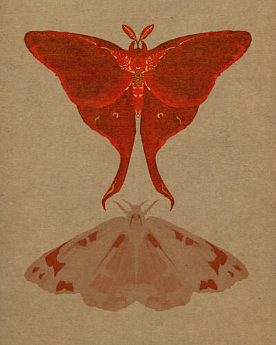 Luna Moth Pair Art Print by David George