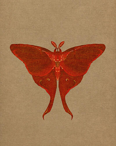 Elegant Red Moth Art Print by Josie George