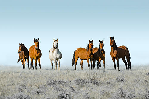 Wild Horses on Prairie Art Print by Linda Louw