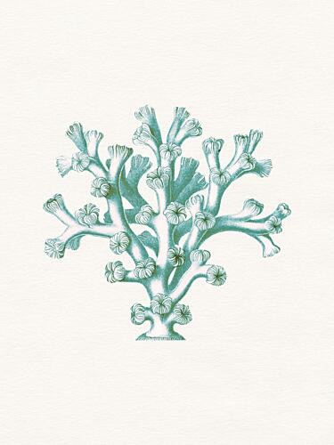 Vintage Teal Coral Bord de mer reproduction