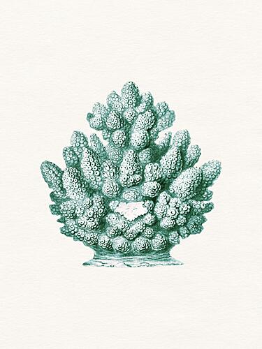 Teal Ocean Coral Bord de mer reproduction
