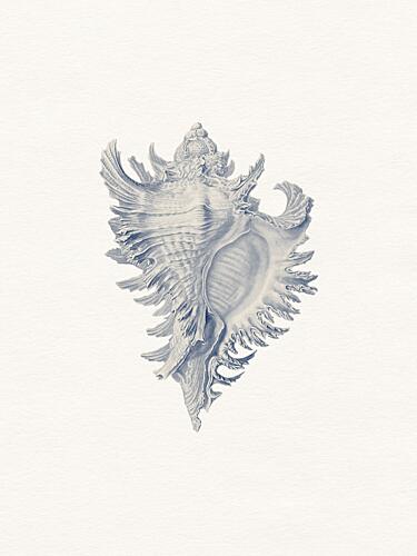Intricate Seashell Study Plage reproduction