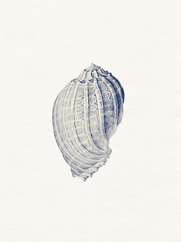 Intricate Blue Seashell Plage reproduction