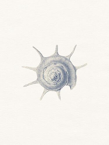 Vintage Spined Shell Plage reproduction