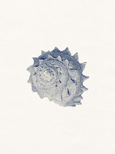 Spiked Shell Study Nature reproduction