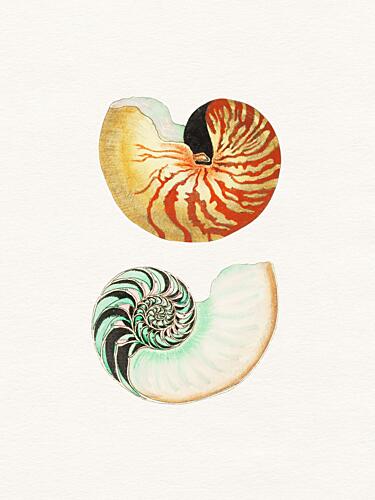 Nautilus Shell Cross Sections Aquarelle reproduction