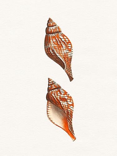 Orange Conch Shells Plage reproduction