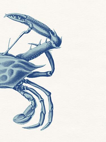 Vintage Blue Crab Drawing Océan reproduction