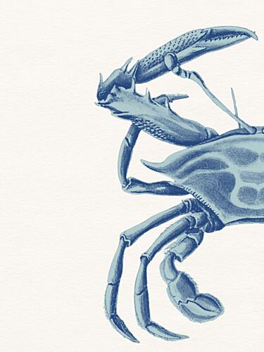 Deep Blue Crab Art Print by Wild Violets