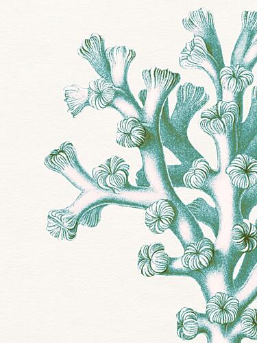 Serene Teal Coral Nature reproduction